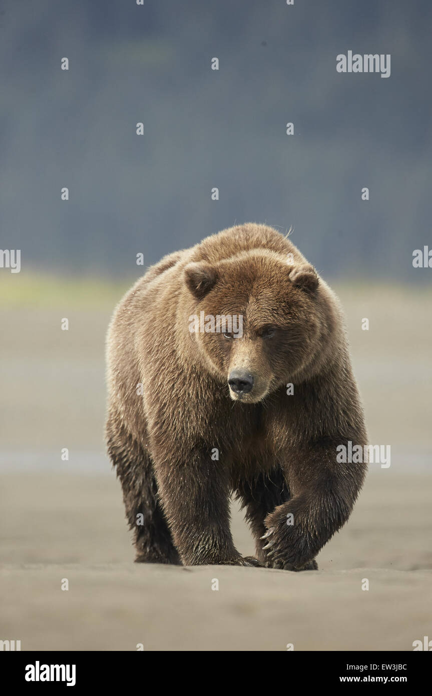Ours grizzli (Ursus arctos horribilis) adulte, la marche sur la plage de sable, le lac Clark N.P., Alaska, États-Unis d'Amérique, en septembre Banque D'Images