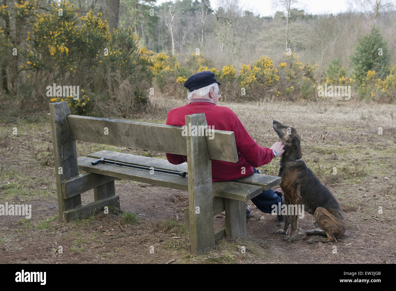 Chien domestique, Lurcher, adulte, assis à côté d'un homme âgé sur banc, Marley Heights, Haslemere, Surrey, Angleterre, avril Banque D'Images