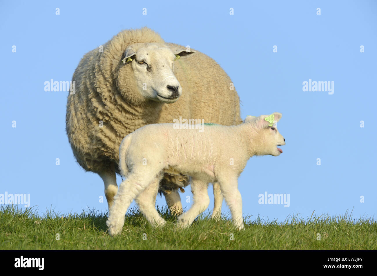 Les moutons domestiques, Texel, brebis et l'agneau, appelant en pâturage, Texel, West Frisian Islands, mer des Wadden, Hollande du Nord, Pays-Bas, avril Banque D'Images