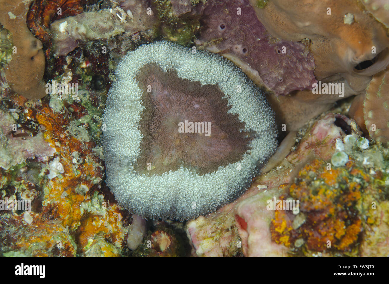 Tasse géante (Amplexidiscus fenestrafer corail champignon) Détroit de Lembeh, Sulawesi, plus de petites îles, l'Indonésie, février Banque D'Images