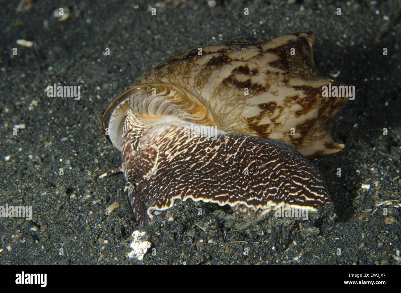 Cymbiola vespertilio bat Volute (adultes), sur le sable noir de nuit, le Détroit de Lembeh, Sulawesi, plus de petites îles, l'Indonésie, février Banque D'Images