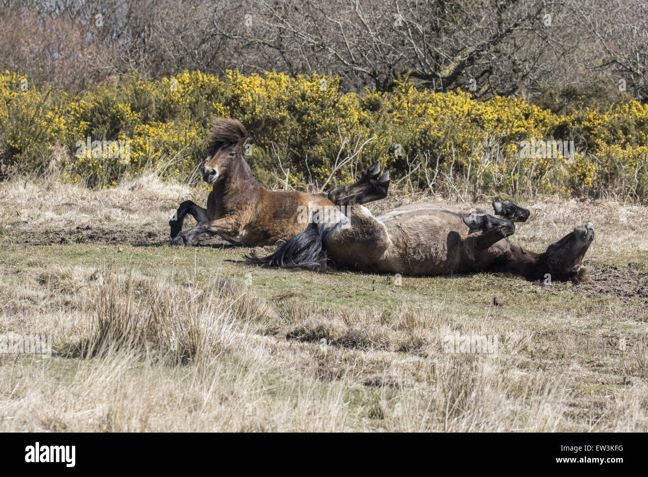 Poneys Exmoor roulant sur sol, Exmoor N.P., Somerset, Angleterre Banque D'Images