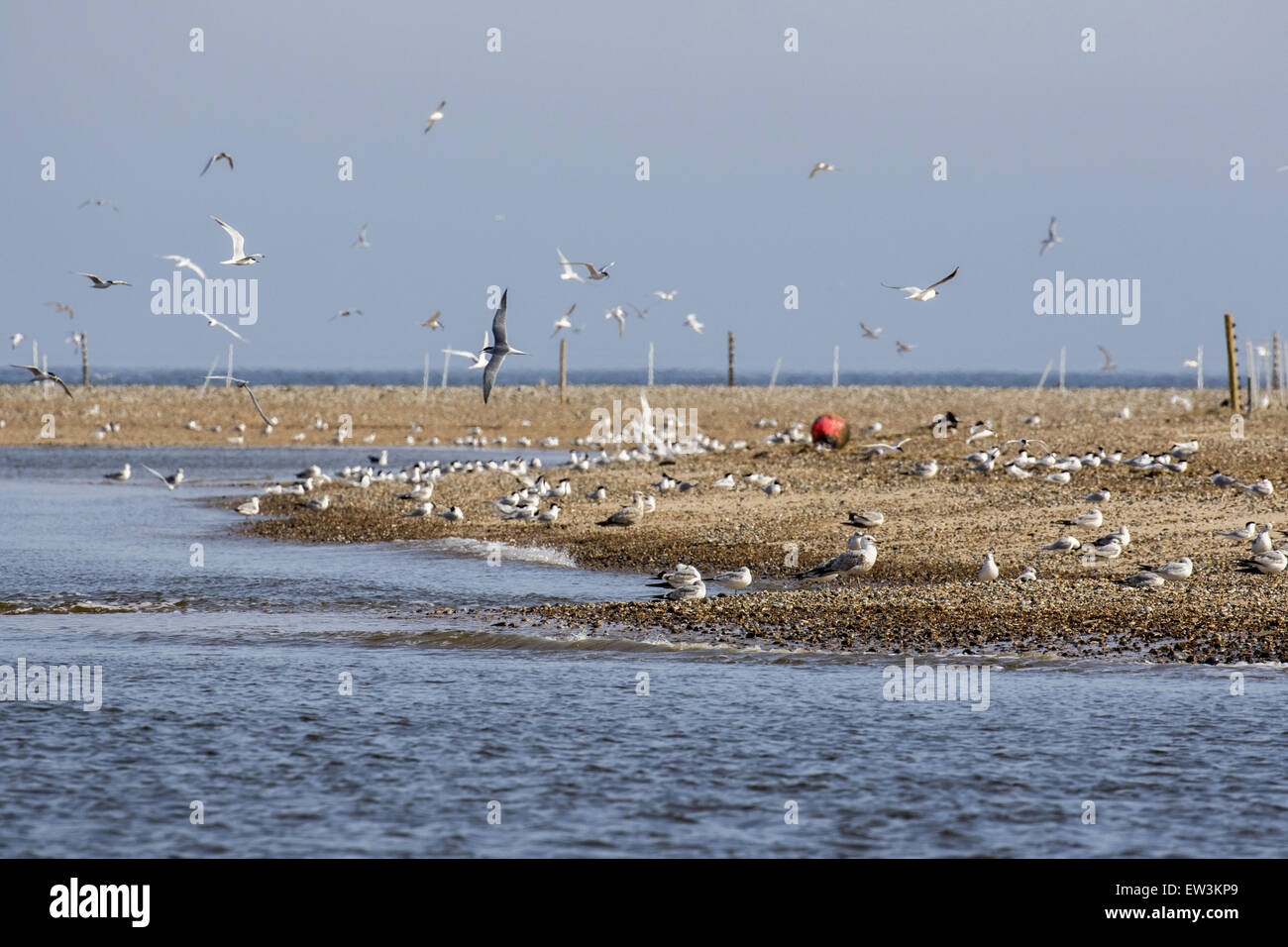 Des sternes et des Sandwich Herrng rassembler des goélands immatures à Shingle Spit à Brancaster Scolt Head Island, Harbour, North Norfolk. Banque D'Images