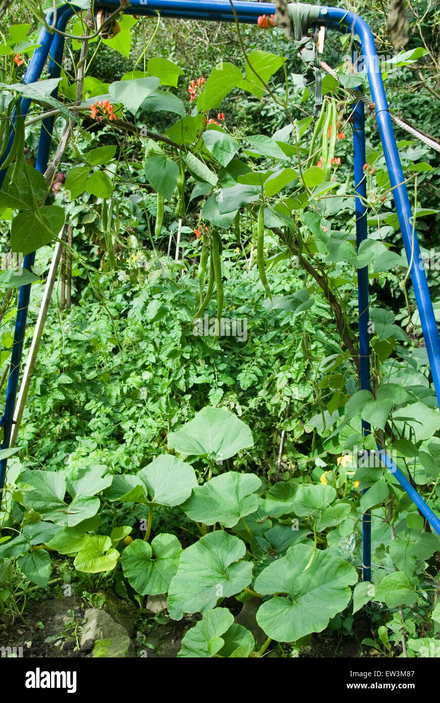 Haricots poussant dans une arche au dessus des tomates avec