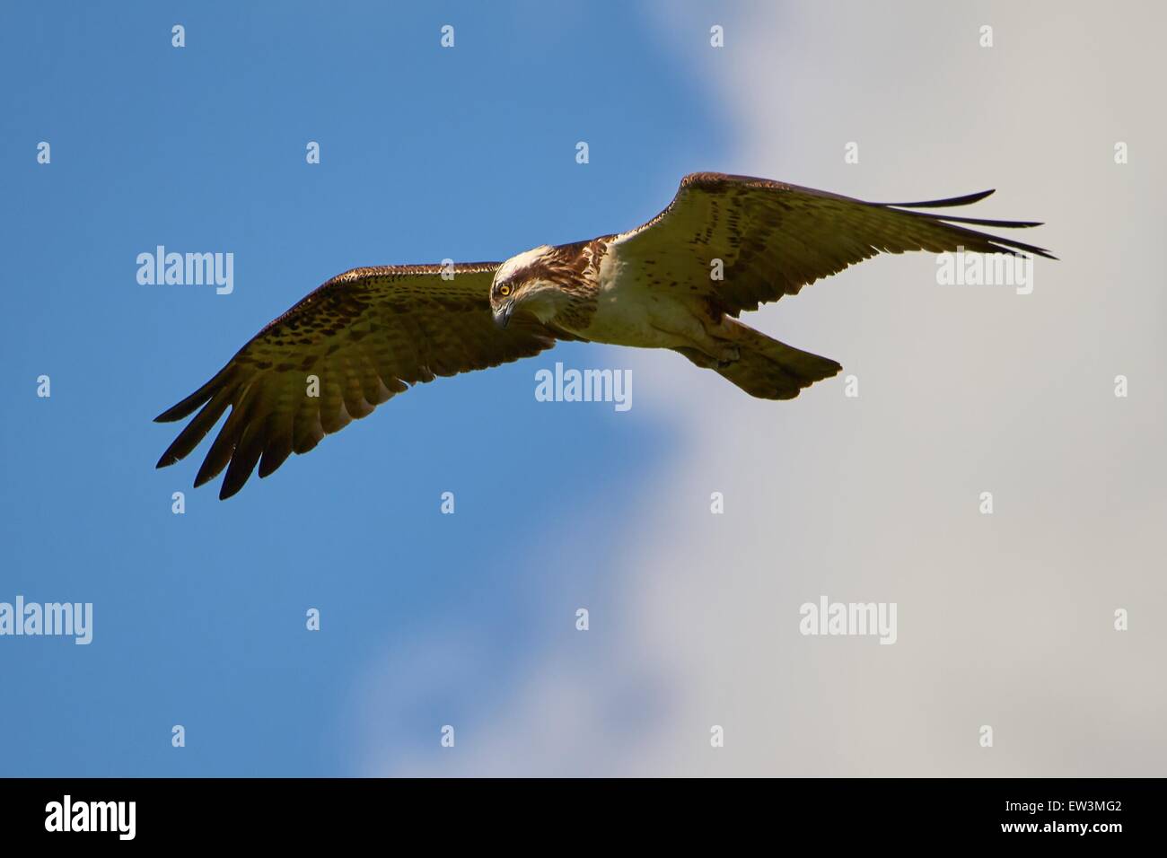 Osprey chasse volant dans le ciel bleu avec quelques nuages. Cet oiseau de proie est à la recherche le prochain repas dans l'eau. Banque D'Images