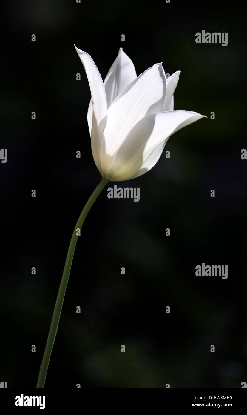 Une seule tige et fleur tulipe blanche sur fond sombre Banque D'Images