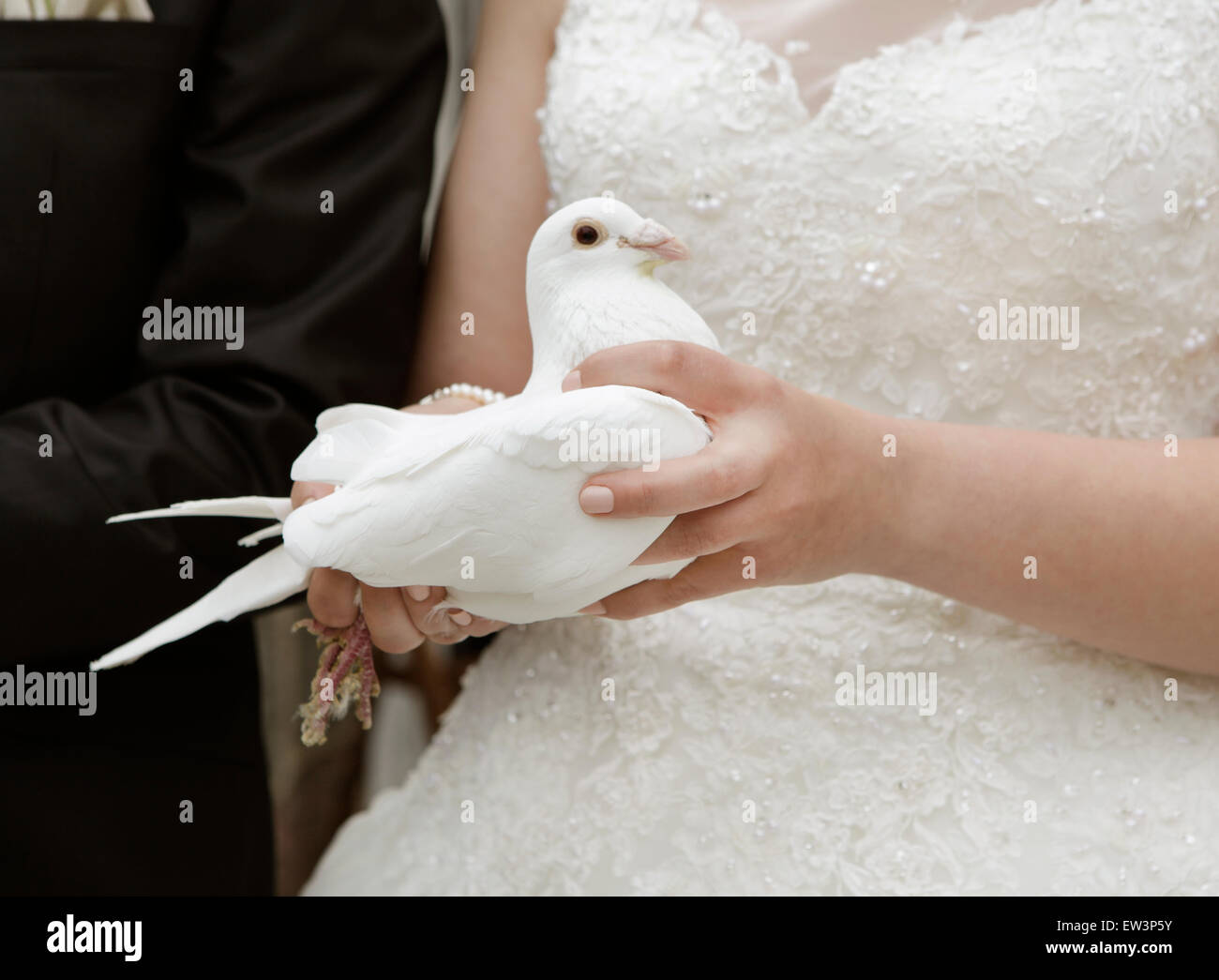 Une mariée en robe de mariée blanche tenant une colombe dans la main Banque D'Images