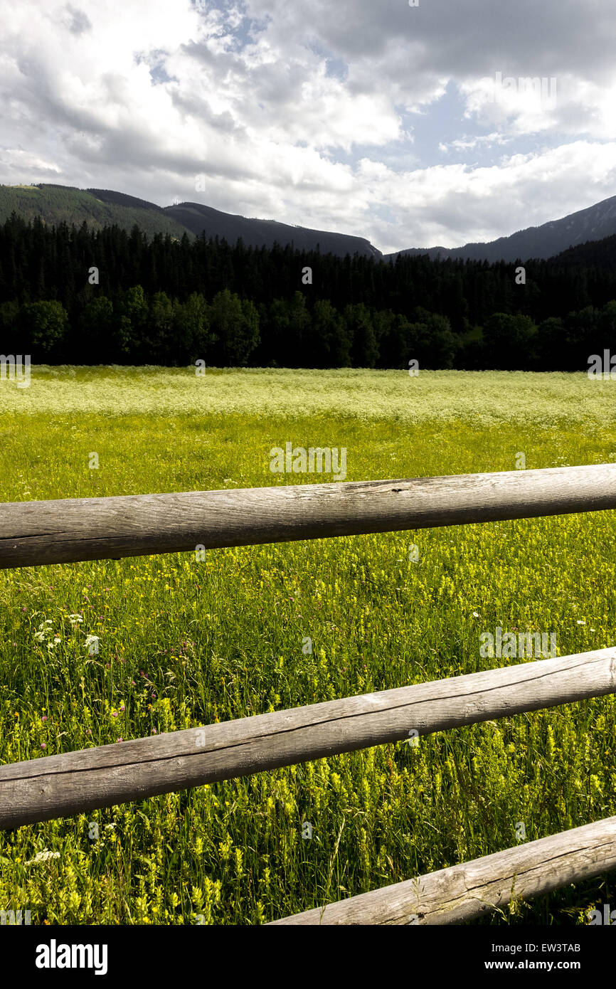 Pâturage, foin Losenheim, Schneeberg, Basse Autriche, Autriche Banque D'Images