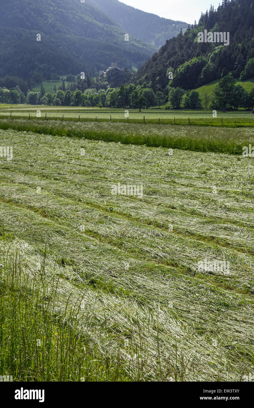 Pâturage, foin Losenheim, Schneeberg, Basse Autriche, Autriche Banque D'Images