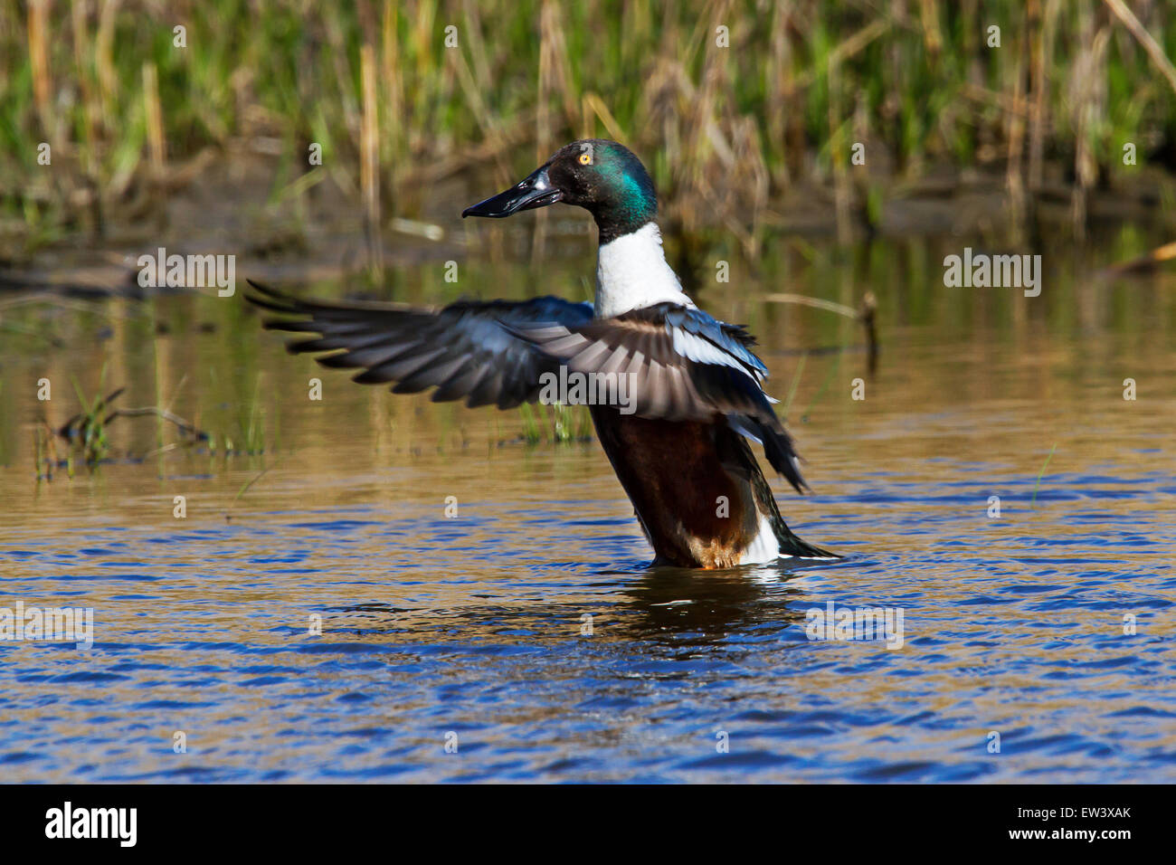 / Canard souchet le Canard souchet (Anas clypeata), mâle, les ailes battantes, dans le lac Banque D'Images