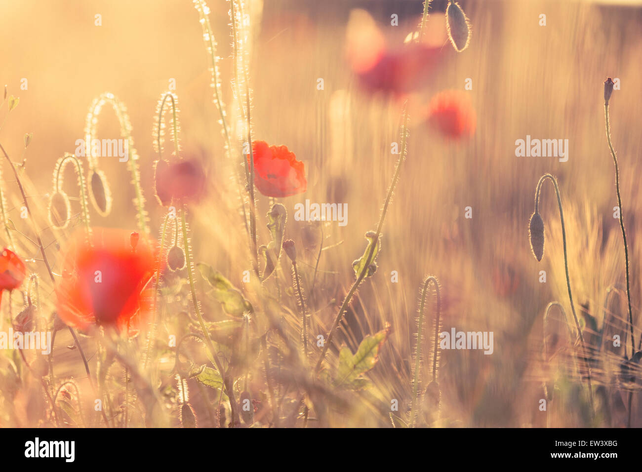 Close-up de coquelicots dans un champ en été avec la lumière du soleil d'or chaud et un arrière-plan flou. C'est l'été ! Banque D'Images