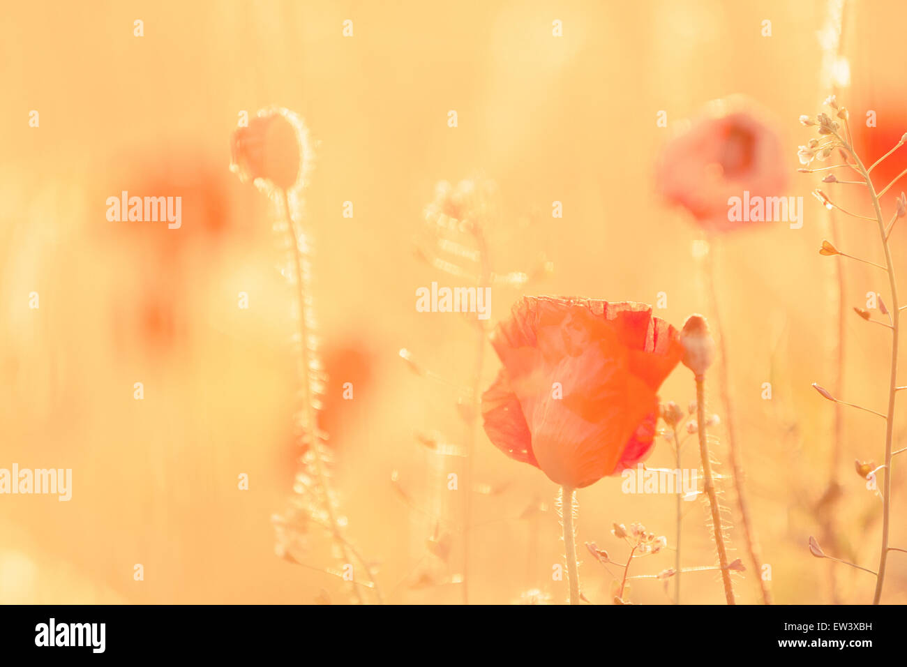 Close-up de coquelicots dans un champ en été avec la lumière du soleil d'or chaud et un arrière-plan flou. C'est l'été ! Banque D'Images