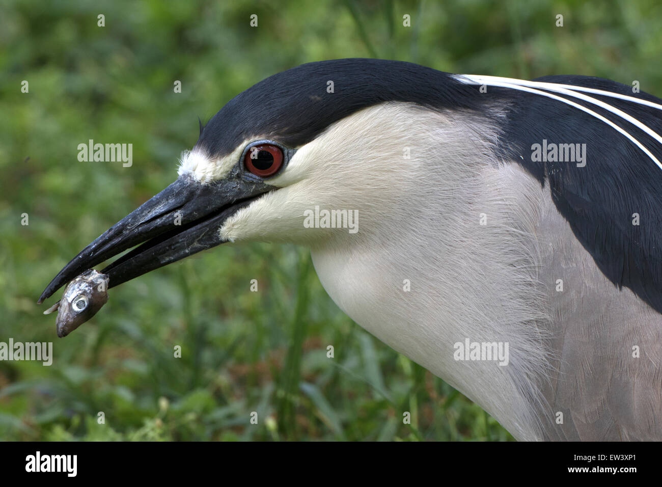 Bihoreau gris (Nycticorax nycticorax), Washington, District de Columbia Banque D'Images