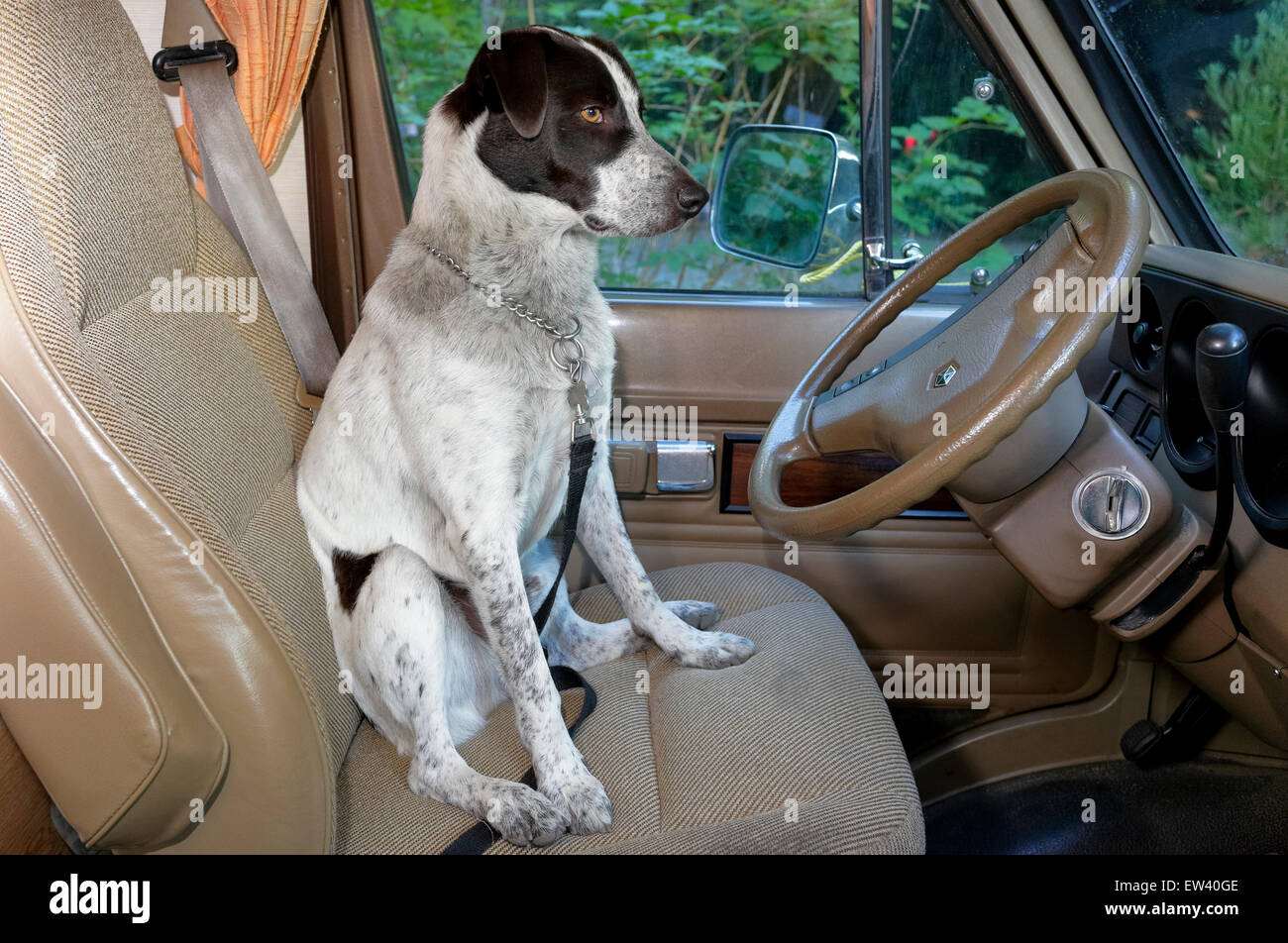 À TALON bleu australien chien assis dans le siège du conducteur de camping-van-Tofino, Colombie-Britannique, Canada. Banque D'Images