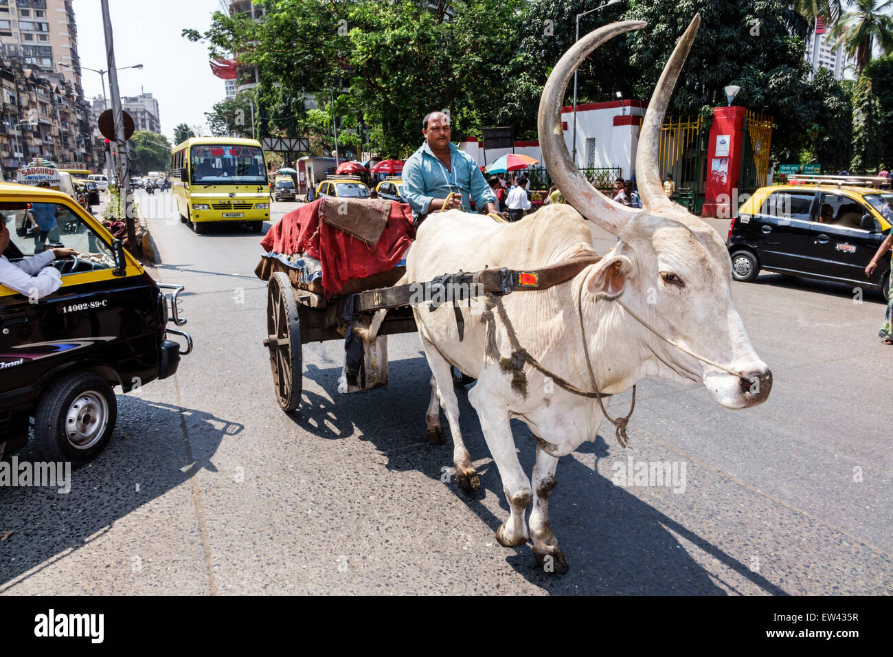 Mumbai Inde,hors de la gare centrale de Mumbai,brahma Brahman taureau,ox,oxen,chariot de traction,India1503017 Banque D'Images