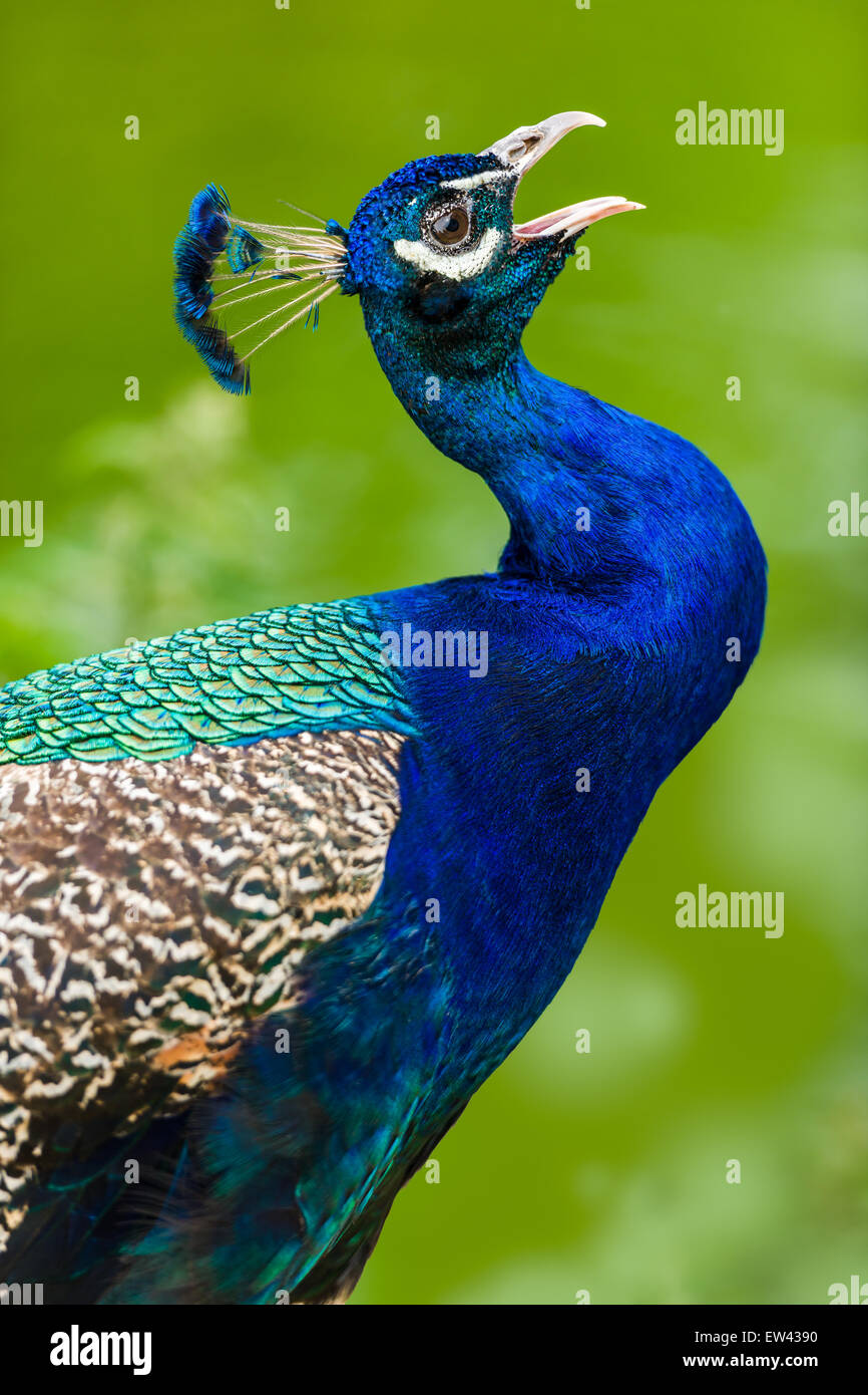 La belle bleue irisée d'un plumage du paon brille au soleil. Banque D'Images
