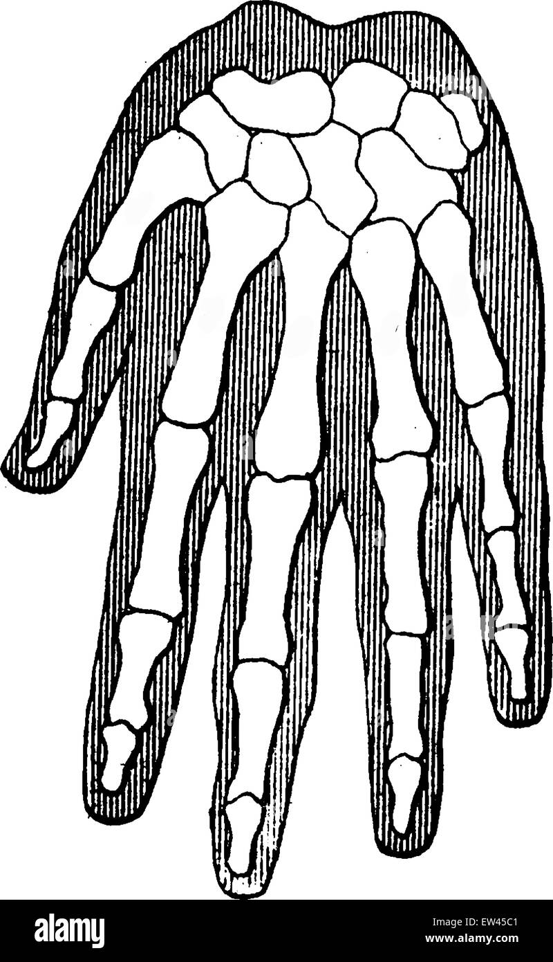 L'unité organique et de la parenté des êtres, la main de l'homme (le contour extérieur représente la chair), vintage engraved illustration. B la terre Illustration de Vecteur