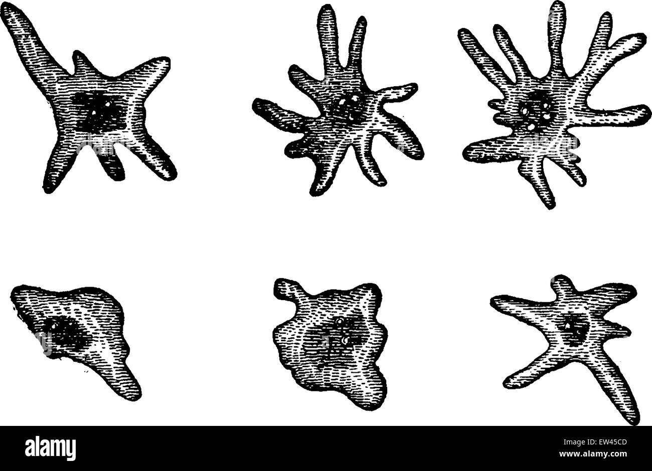 Diatomées élémentaire. De l'amibe, vintage engraved illustration. Terre avant l'homme - 1886. Illustration de Vecteur