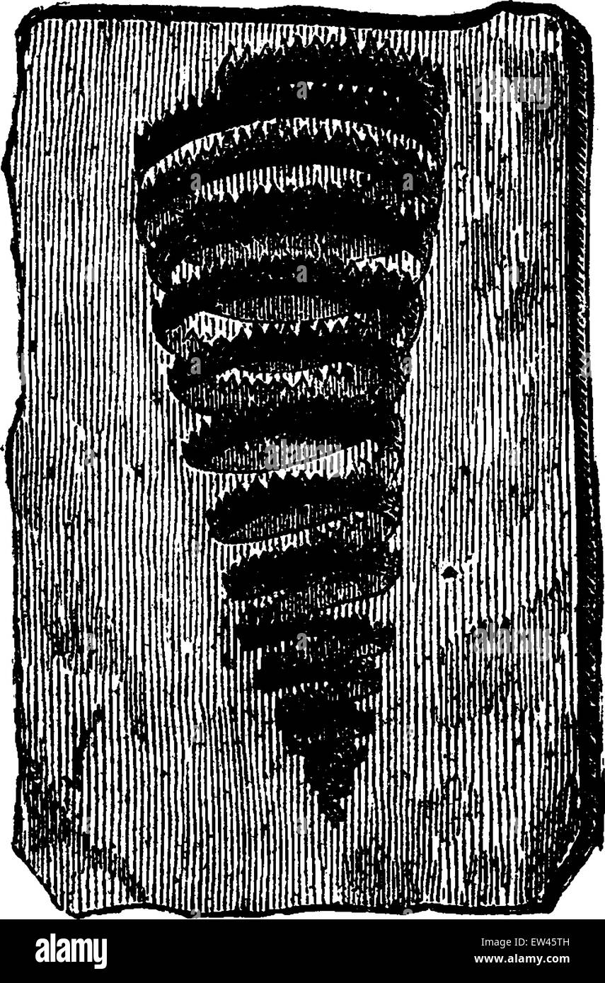 Les Graptolites turriculatus, vintage engraved illustration. Terre avant l'homme - 1886. Illustration de Vecteur