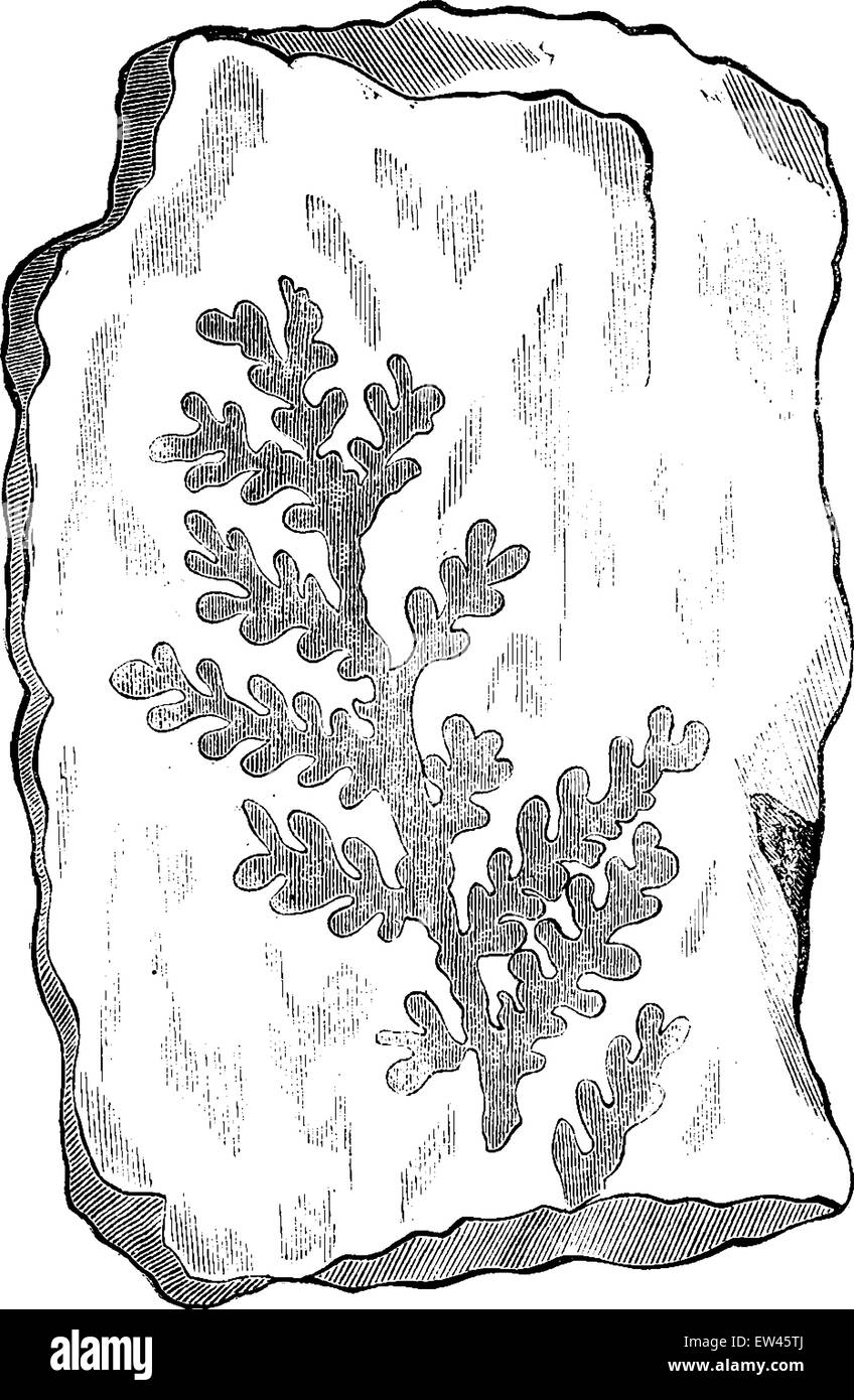 Les empreintes fossiles de plantes primitives, vintage engraved illustration. Terre avant l'homme - 1886. Illustration de Vecteur