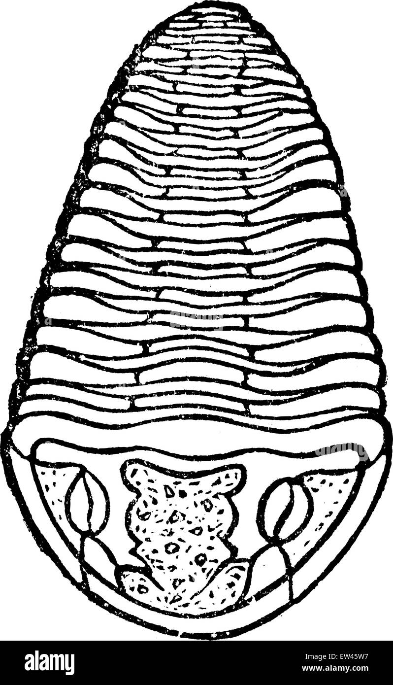 Trilobite, vintage engraved illustration. Terre avant l'homme - 1886. Illustration de Vecteur