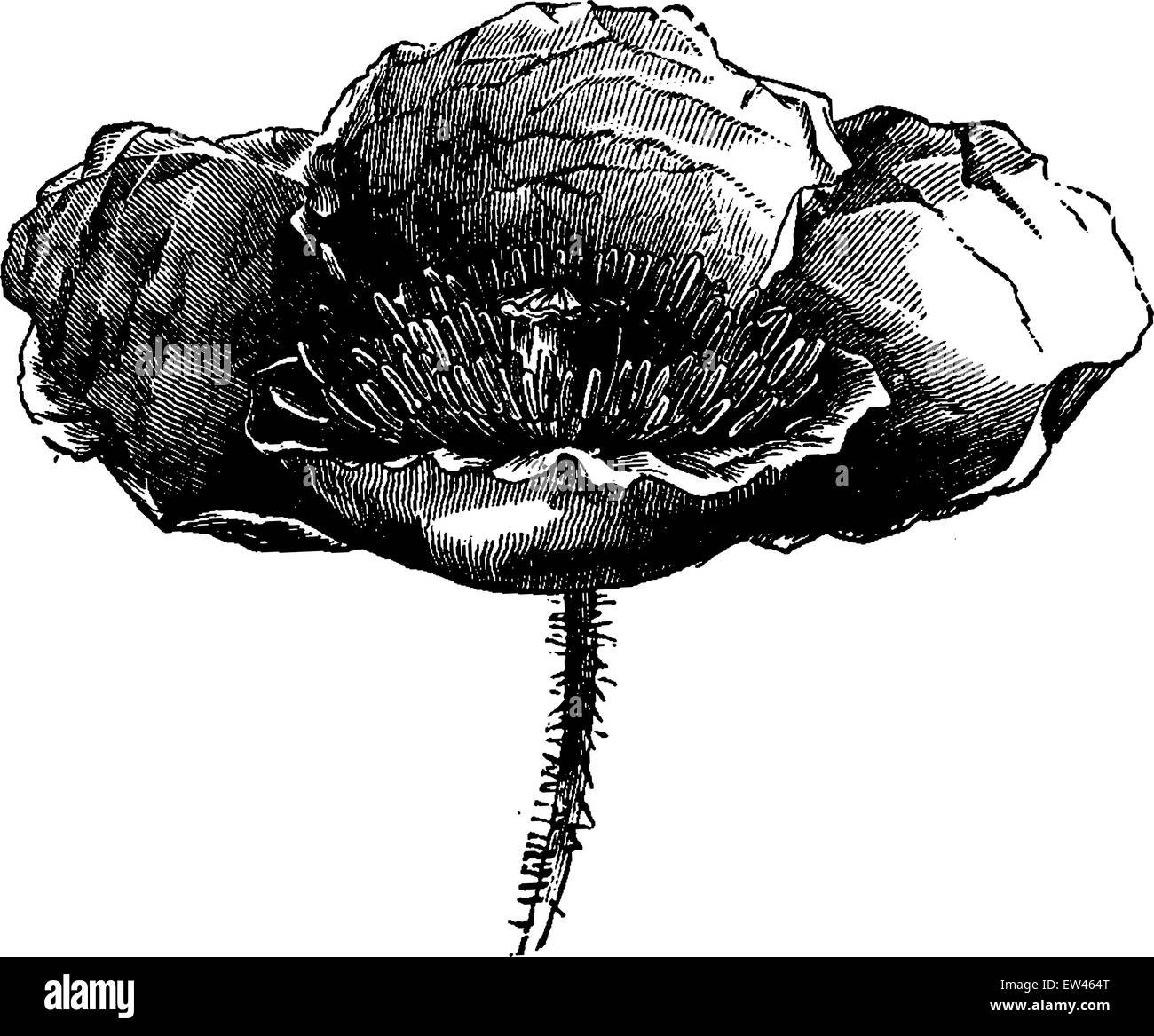 Fleur de pavot, vintage engraved illustration. Terre avant l'homme - 1886. Illustration de Vecteur