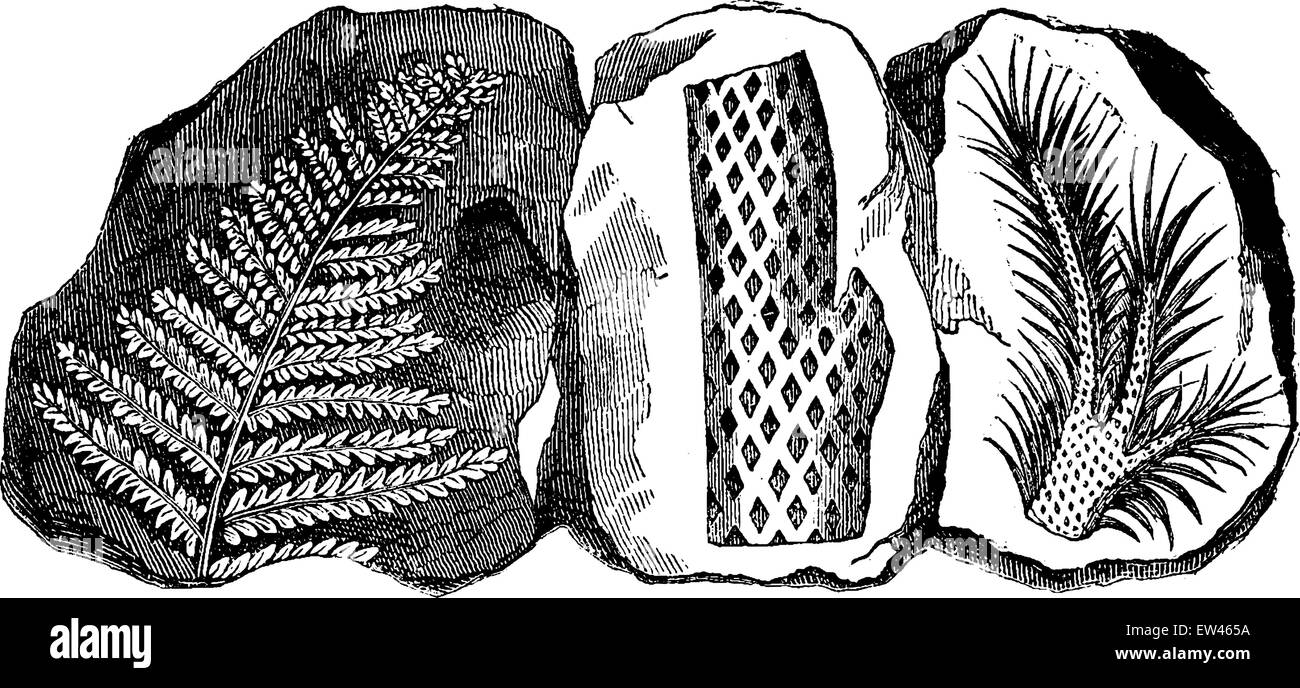 L'empreinte fossile d'une fougère, un Lepidodendron tronqué et une branche du même arbre, vintage engraved illustration. Avant de la terre Illustration de Vecteur