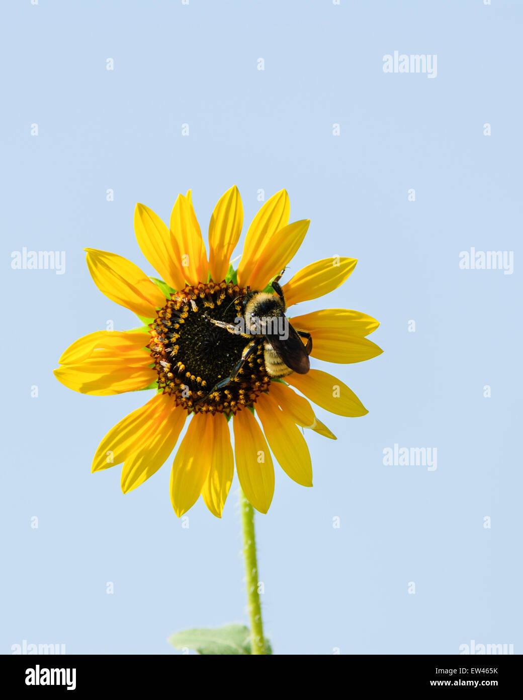 Bombus fervidus ou Bumblebee doré du nord pollinisant un tournesol, Hellianthus annuus en Oklahoma, Etats-Unis. Banque D'Images