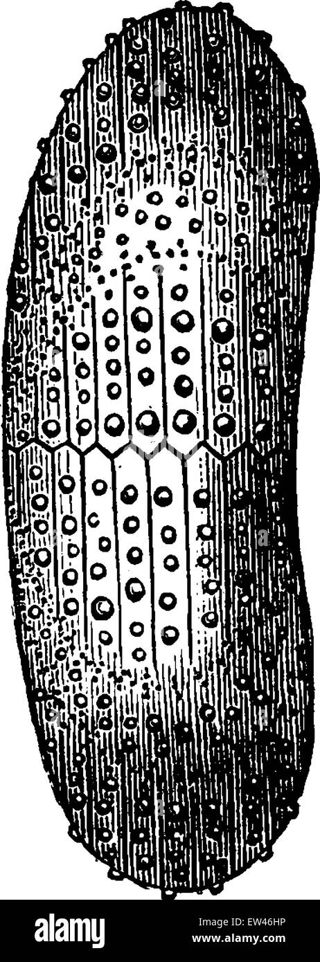 Les oursins de la période jurassique., vintage engraved illustration. Terre avant l'homme - 1886. Illustration de Vecteur