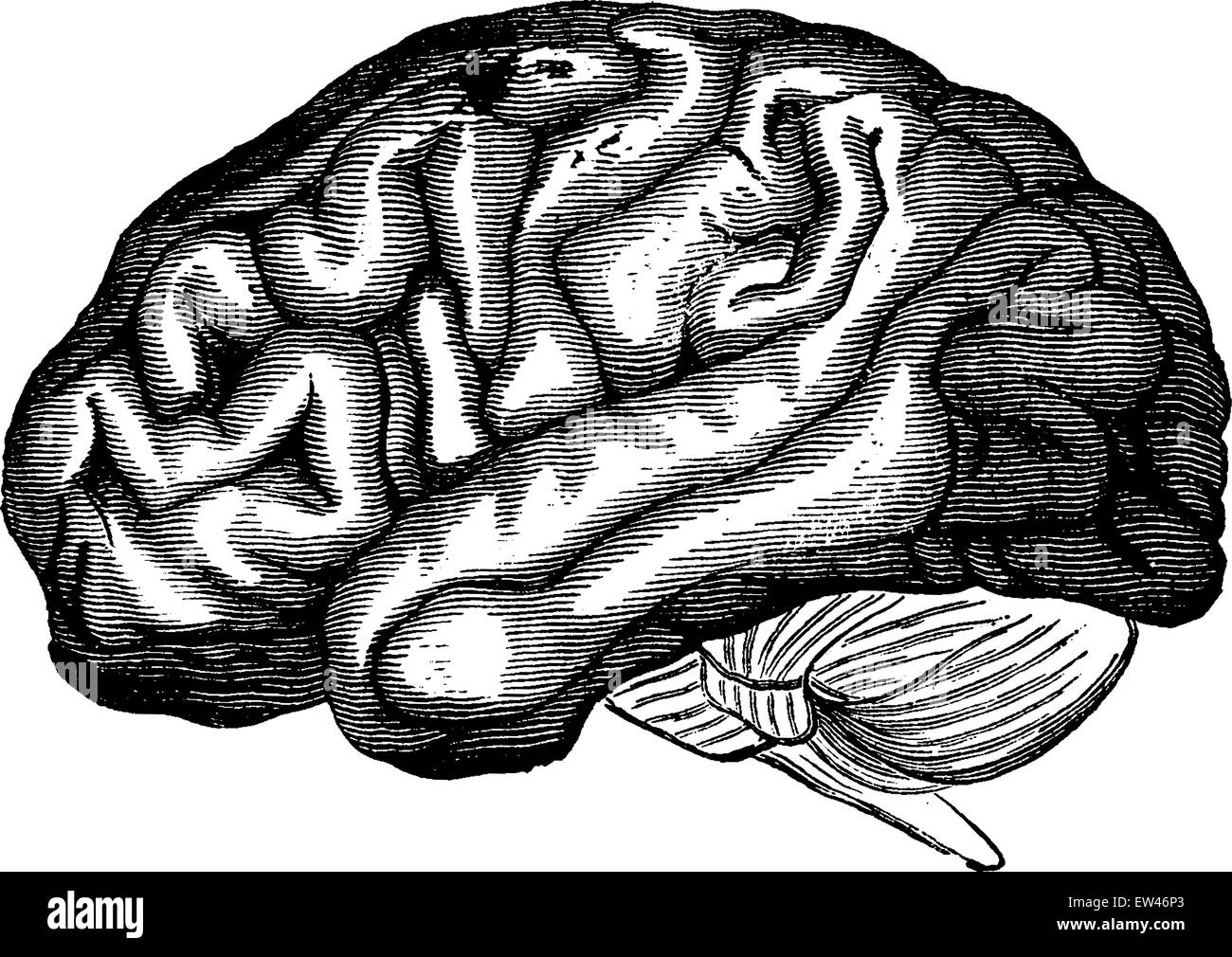 Vénus Hottentot du cerveau, vintage engraved illustration. Terre avant l'homme - 1886. Illustration de Vecteur