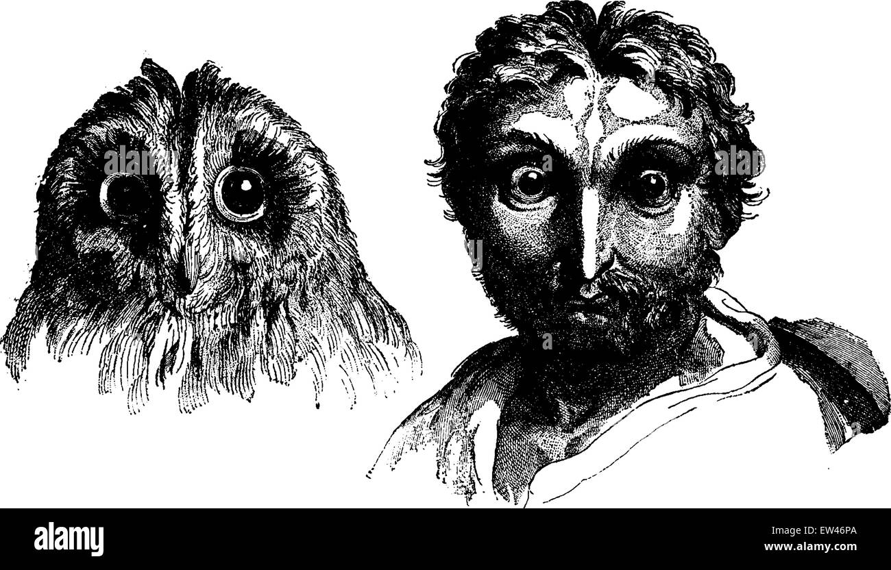 Owl, vintage engraved illustration. Terre avant l'homme - 1886. Illustration de Vecteur