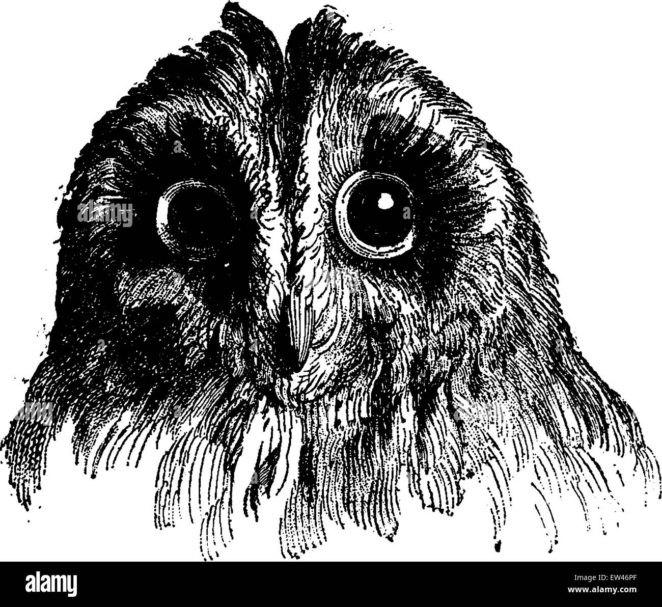 Owl, vintage engraved illustration. Terre avant l'homme - 1886. Illustration de Vecteur
