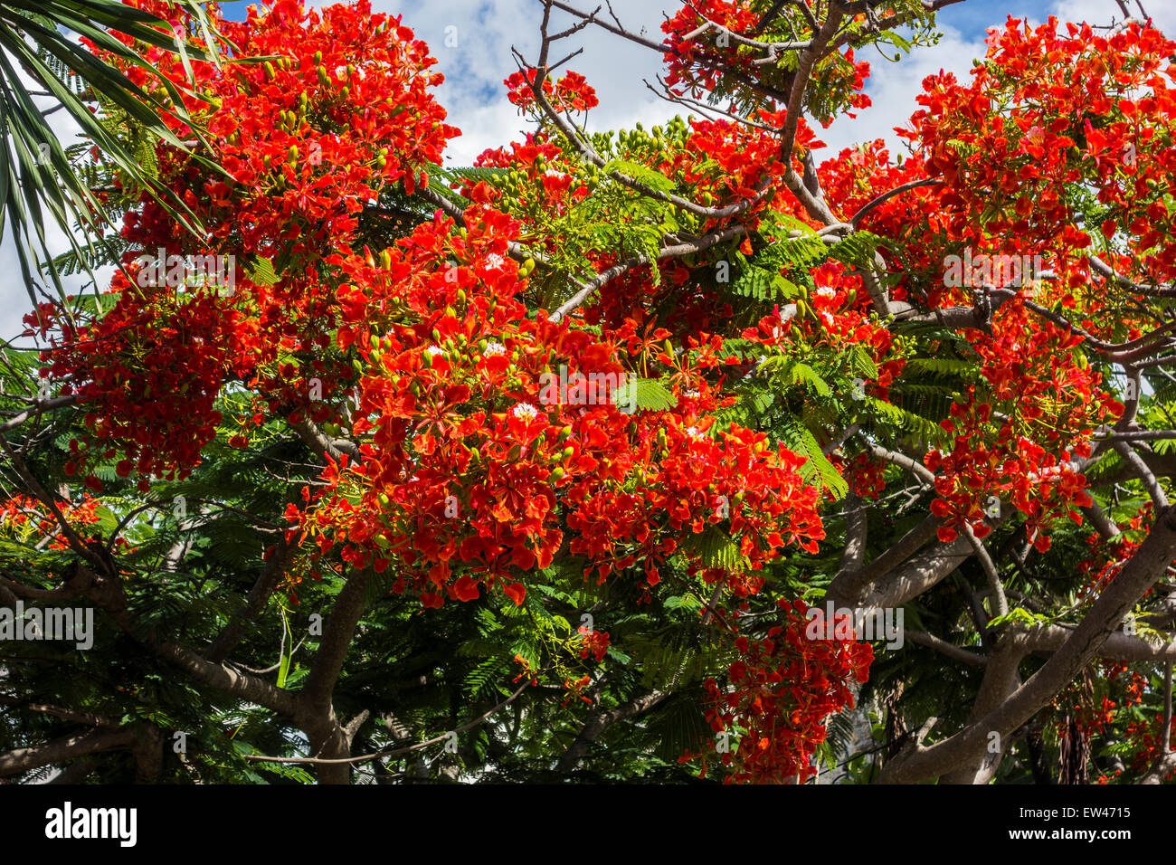 Un Royal Poinciana, ou arbre flamboyant, Delonix regia, à Sainte-Croix, îles Vierges américaines. Banque D'Images