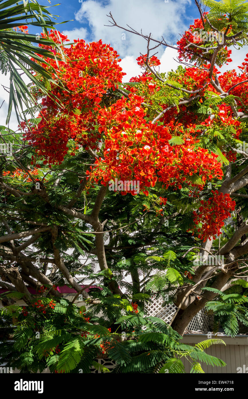 Un Royal Poinciana, ou arbre flamboyant, Delonix regia, à Sainte-Croix, îles Vierges américaines. Banque D'Images