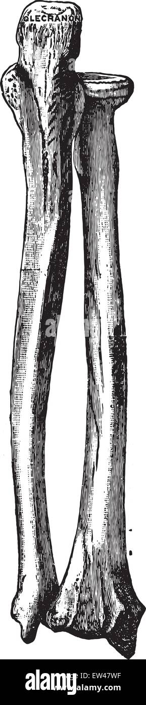 Les os de l'avant-bras droit, vintage engraved illustration. Illustration de Vecteur