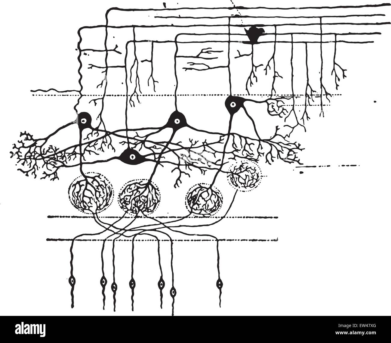 Un schéma montrant la façon dont les cellules nerveuses à prendre contact les uns avec les autres, vintage engraved illustration. Illustration de Vecteur