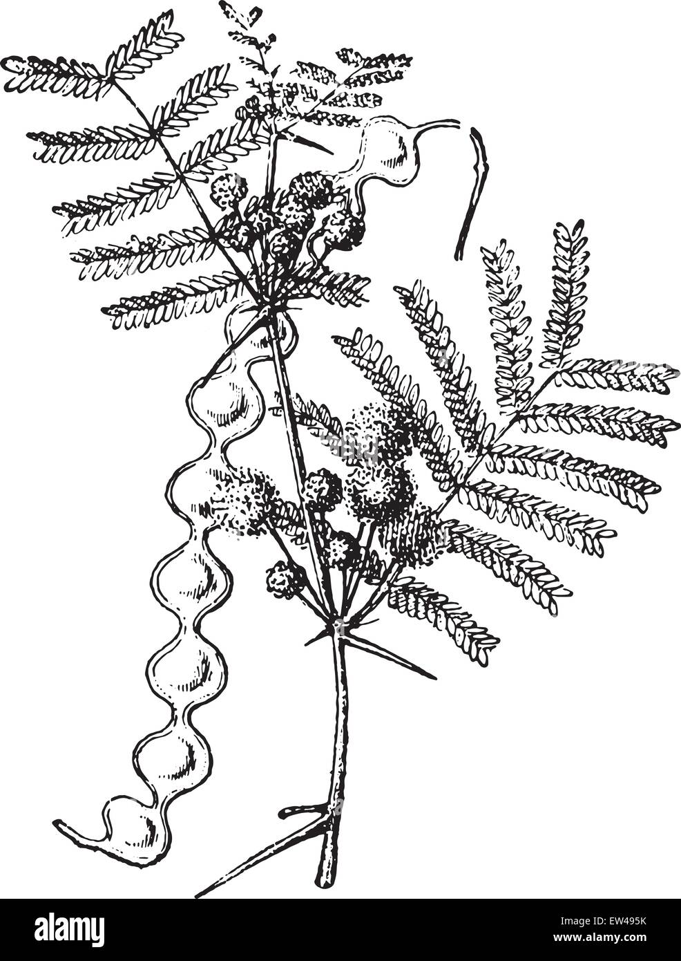 Faux acacia, vintage engraved illustration. Dictionnaire des mots et des choses - Larive et Fleury - 1895. Illustration de Vecteur