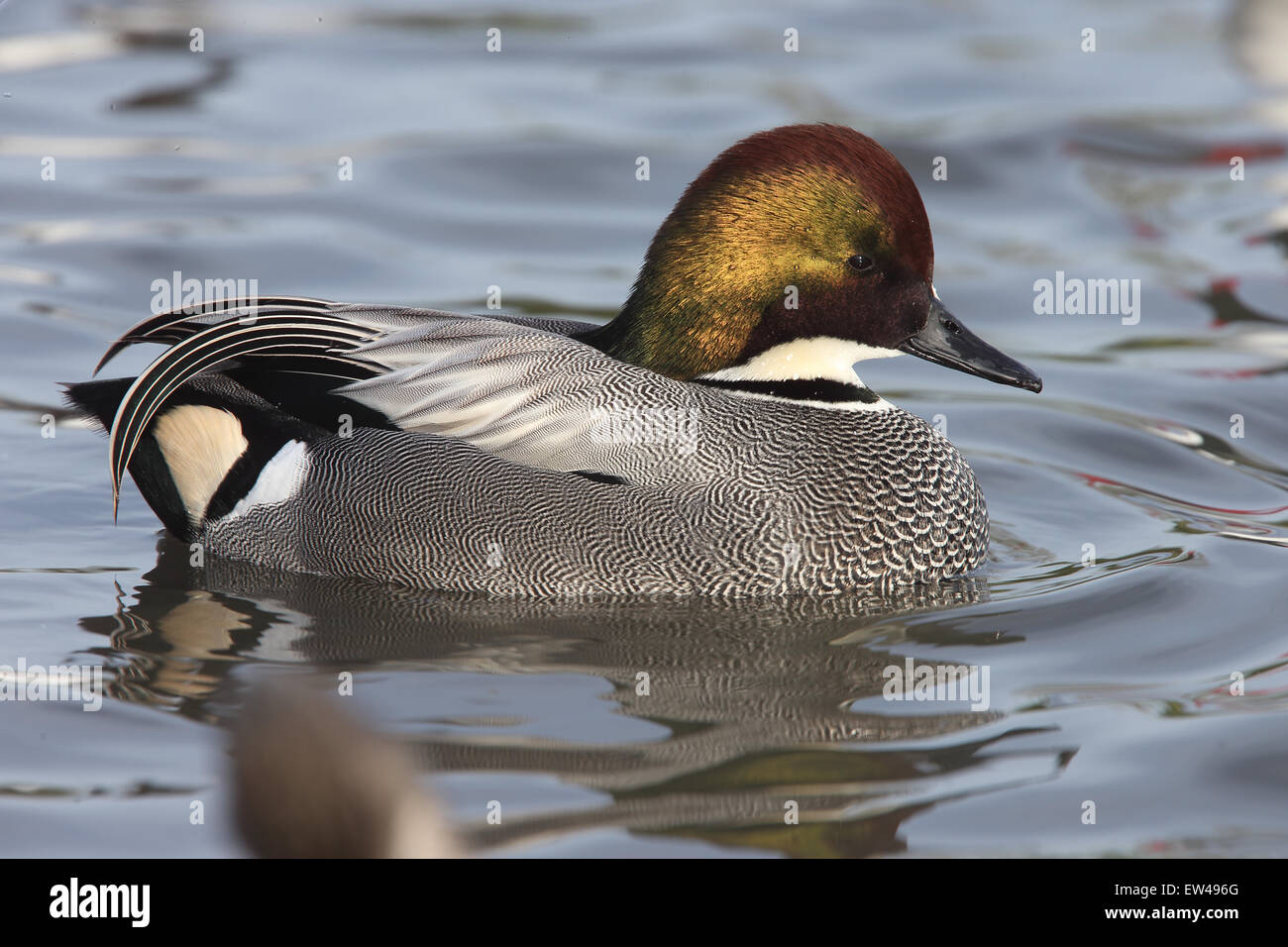Falcated (Anas falcata) mâle adulte (drake) d'oiseaux en captivité, natation, Slimbridge Wetland Center (WWT), Gloucestershire, Englan Banque D'Images