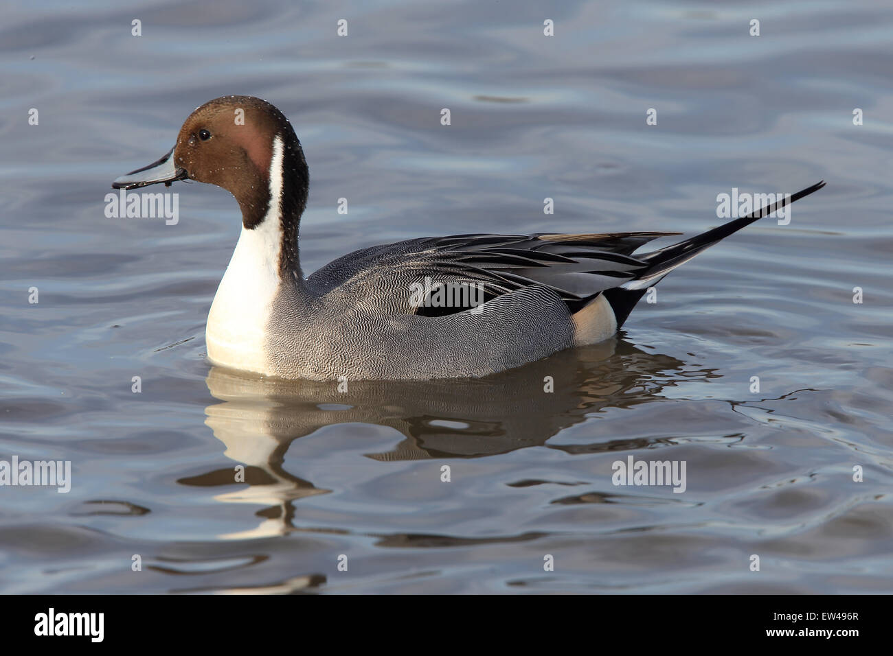 Le Canard pilet (Anas acuta) un homme (drake) nager sur un lac à Slimbridge Wetland Centre, Gloucestershire, Angleterre, Royaume-Uni. Banque D'Images
