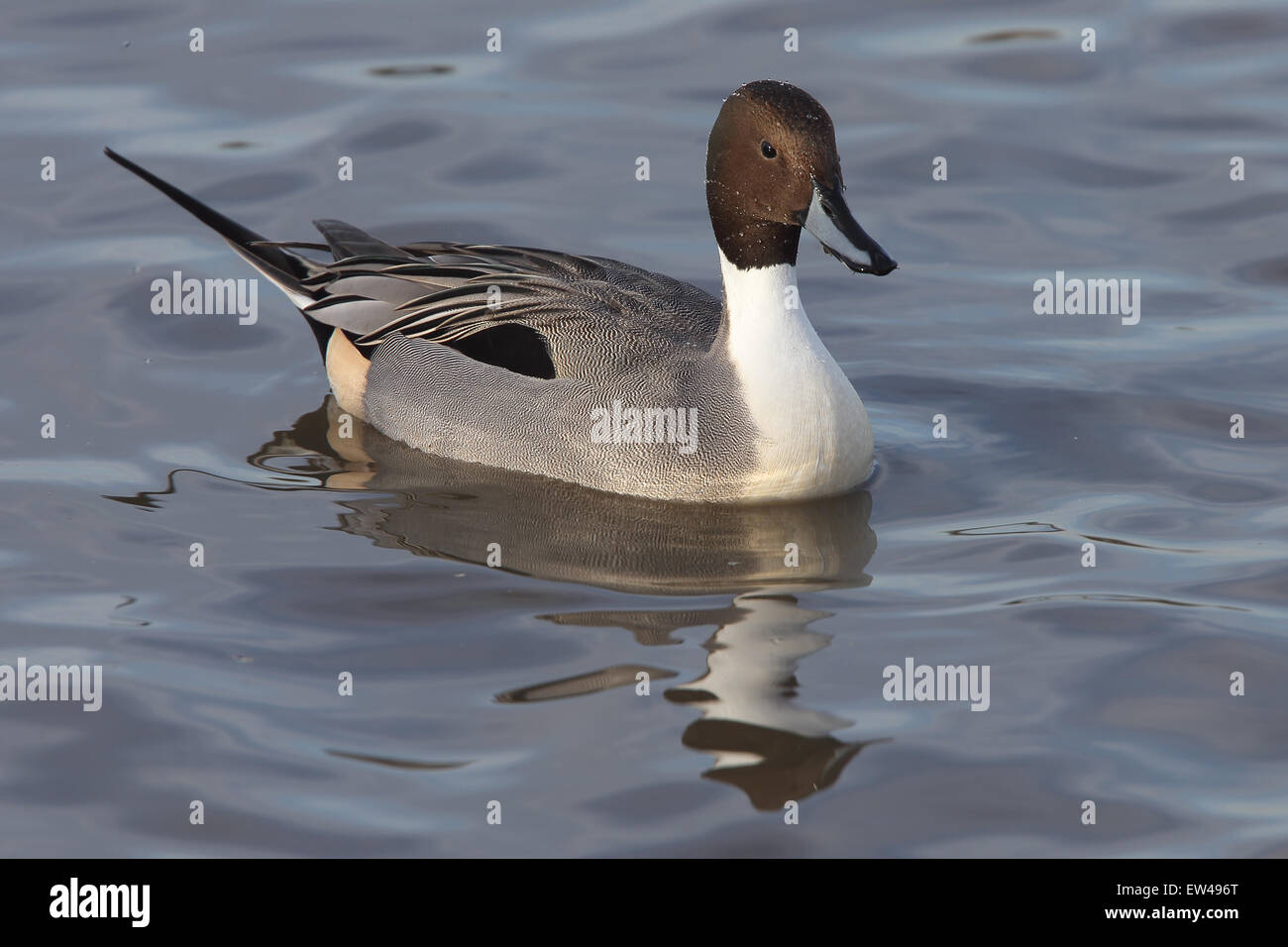 Le Canard pilet (Anas acuta) un homme (drake) nager sur un lac à Slimbridge Wetland Centre, Gloucestershire, Angleterre, Royaume-Uni. Banque D'Images