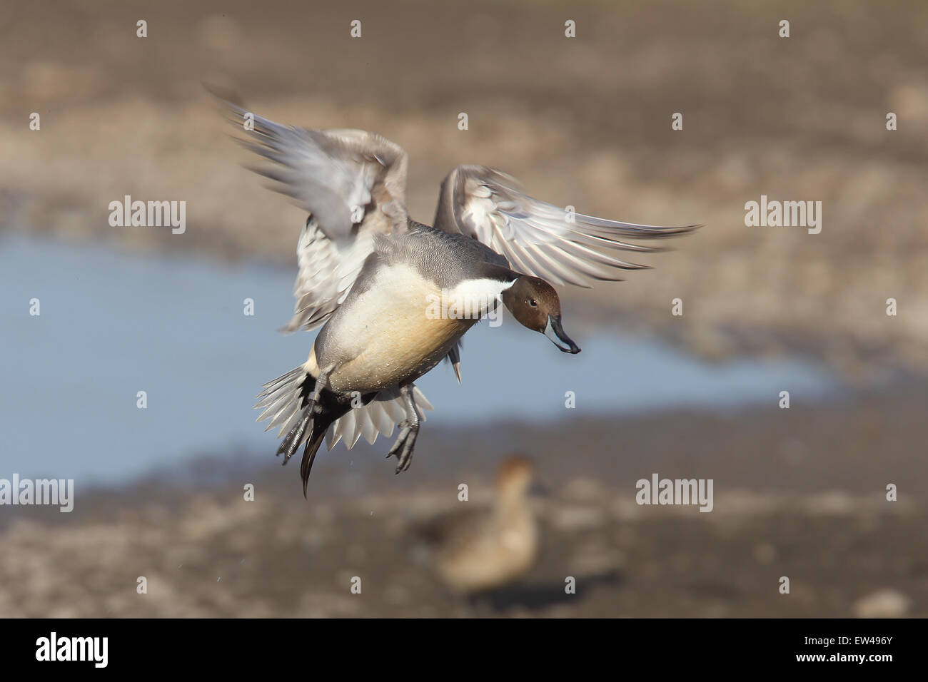 Le Canard pilet (Anas acuta) un homme (drake) voler dans un lac à Slimbridge Wetland Centre, Gloucestershire, Angleterre, Royaume-Uni. Banque D'Images