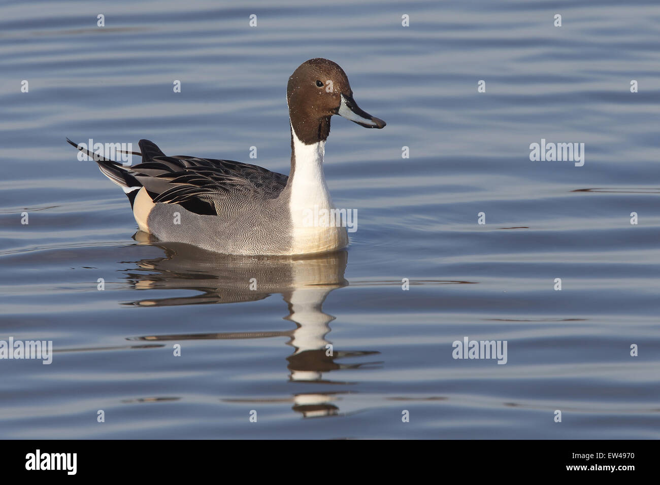 Le Canard pilet (Anas acuta) un homme (drake) nager sur un lac à Slimbridge Wetland Centre, Gloucestershire, Angleterre, Royaume-Uni. Banque D'Images