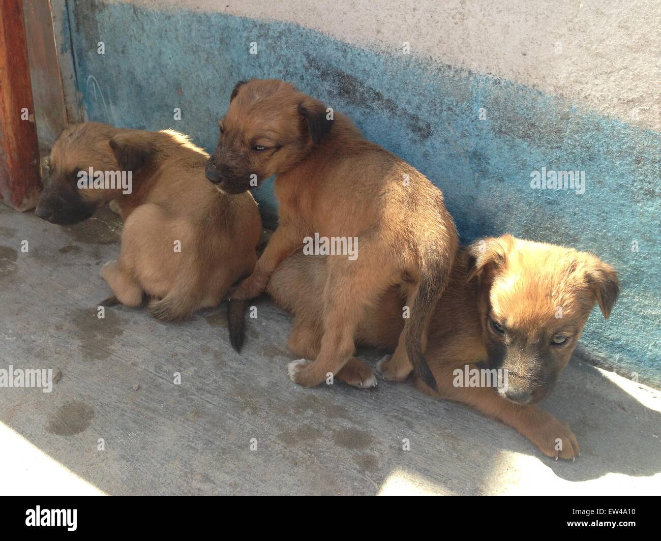 Les chiens errants / sans-abri chiot au Maroc Banque D'Images