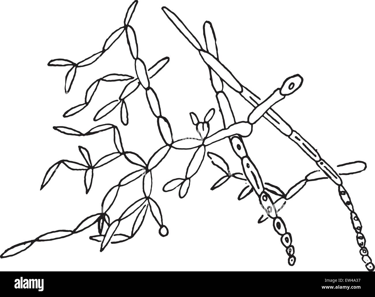 Saccharomycetes albicans (muguet), champignon vintage engraved illustration. Illustration de Vecteur