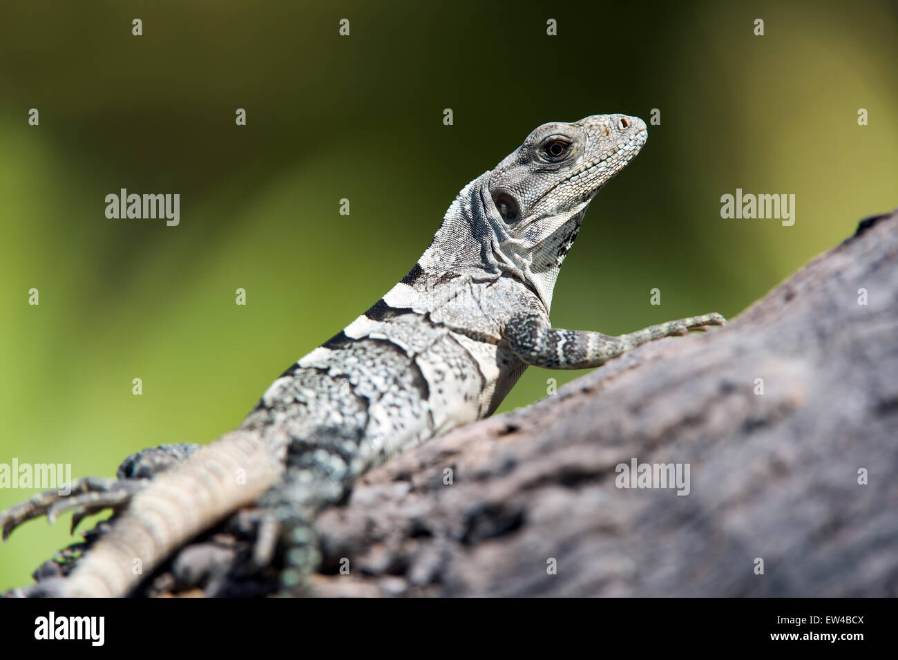 Spiny Tailed Iguana (ctenosaura similis) Banque D'Images