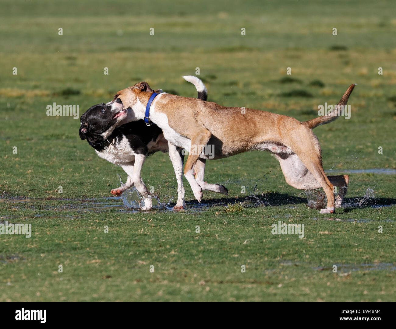 Les chiens jouant dans l'herbe humide au parc Banque D'Images
