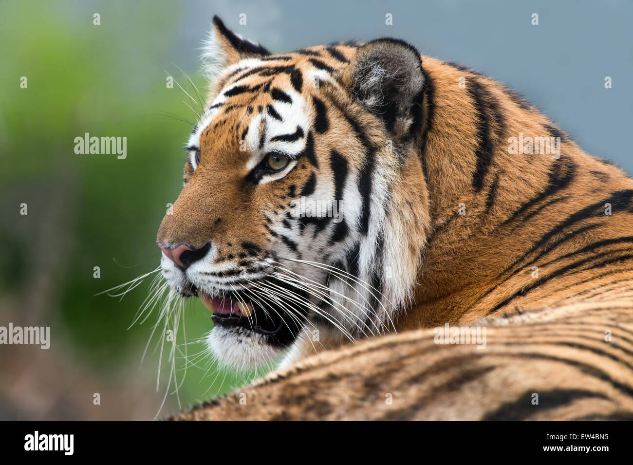 Tigre de Sibérie (Panthera tigris altaica) Banque D'Images