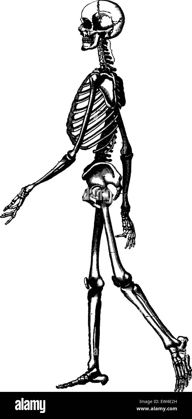 Squelette de l'homme, vintage engraved illustration. La vie dans la nature, 1890. Illustration de Vecteur