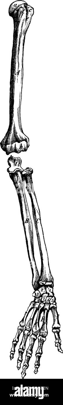 Squelette d'un bras, vintage engraved illustration. La vie dans la nature, 1890. Illustration de Vecteur