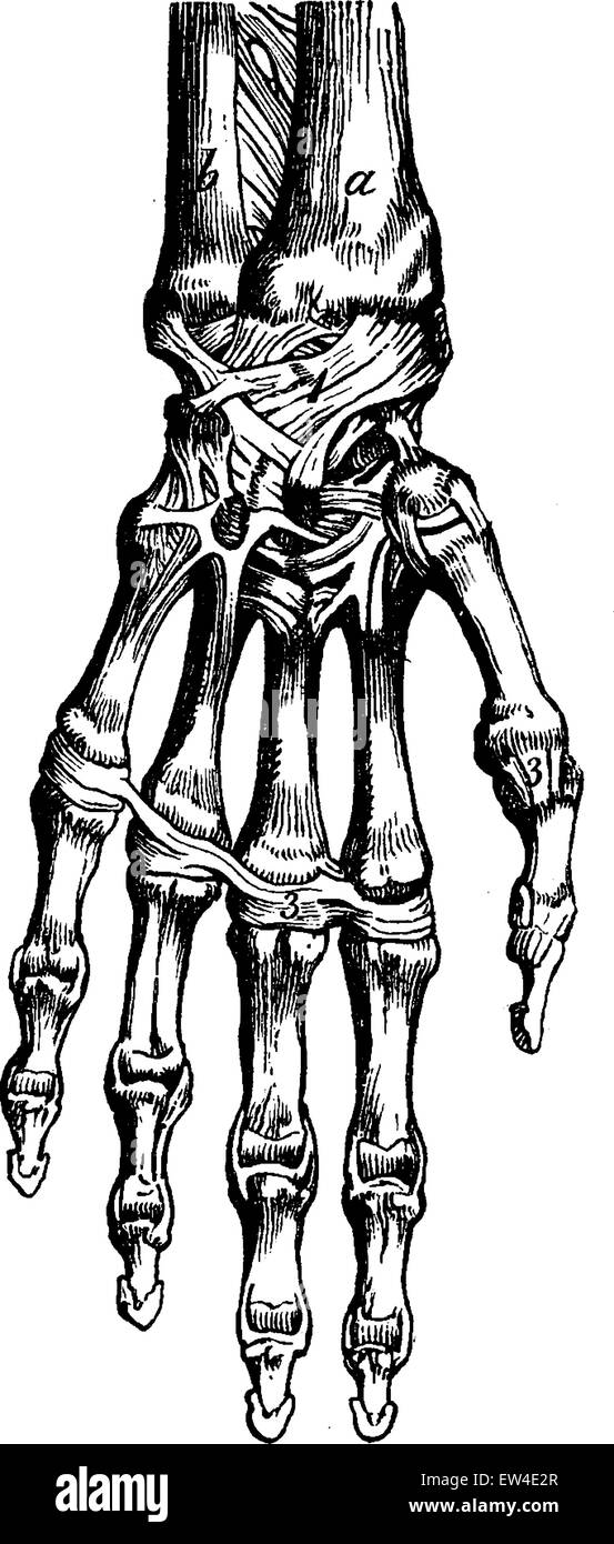 Squelette de la main humaine, vintage engraved illustration. La vie dans la nature, 1890. Illustration de Vecteur